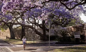 Mùa phượng tím nở rộ ở Sydney