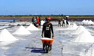 Bạc Liêu lần đầu tổ chức Festival muối