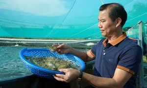Nuôi tôm công nghệ cao thu lãi 6-7 tỷ đồng mỗi năm Nuôi tôm công nghệ cao thu lãi 6-7 tỷ đồng mỗi năm