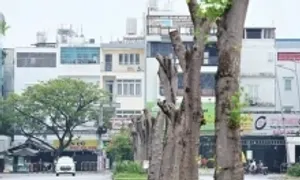 Cắt trụi cây xanh giữa ngày hè nóng như đổ lửa Cắt trụi cây xanh giữa ngày hè nóng như đổ lửa