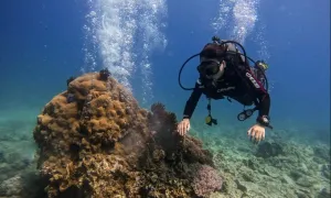 Du khách phải trả phí tham quan vịnh Nha Trang từ 25/8